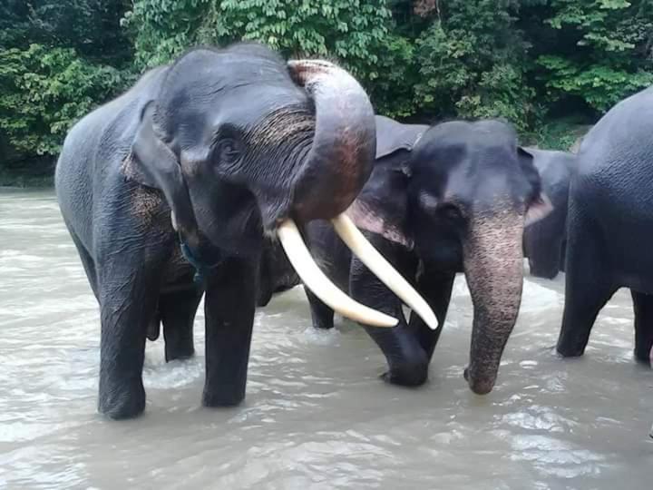 Eco Trekking Lodge, Bar & Jungle Tour'S Bukit Lawang Εξωτερικό φωτογραφία