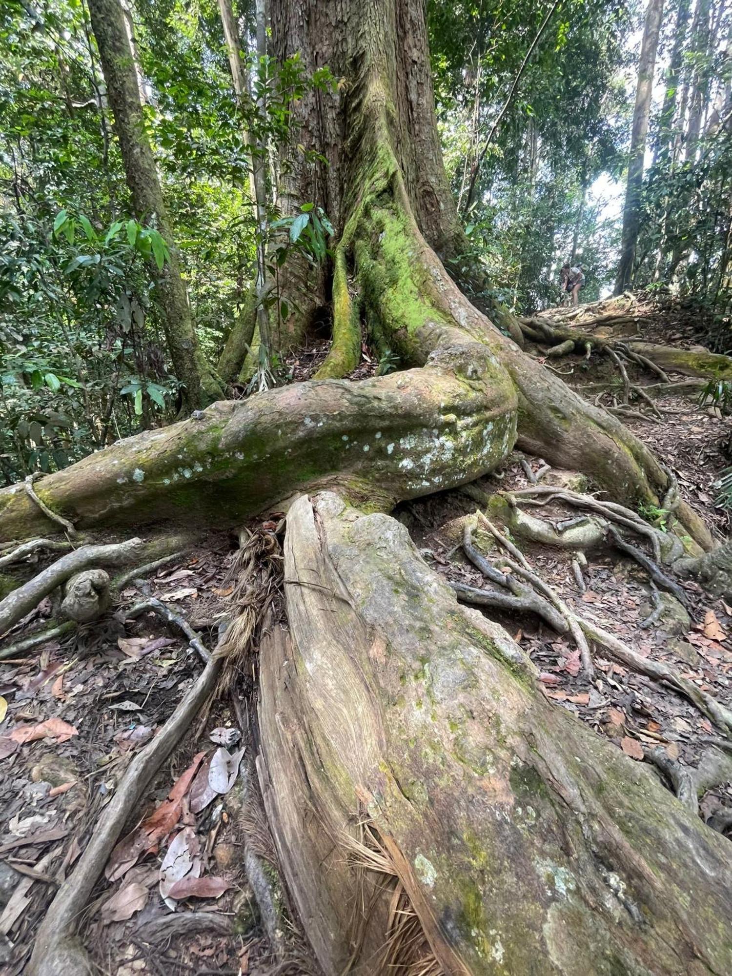 Eco Trekking Lodge, Bar & Jungle Tour'S Bukit Lawang Εξωτερικό φωτογραφία