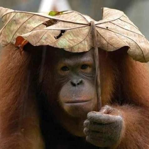 Eco Trekking Lodge, Bar & Jungle Tour'S Bukit Lawang Εξωτερικό φωτογραφία