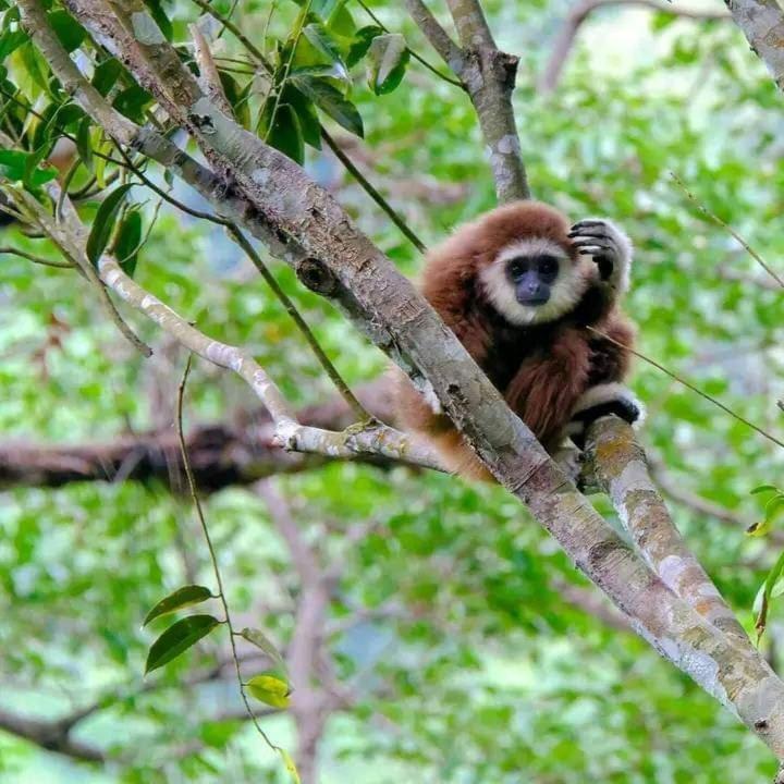Eco Trekking Lodge, Bar & Jungle Tour'S Bukit Lawang Εξωτερικό φωτογραφία