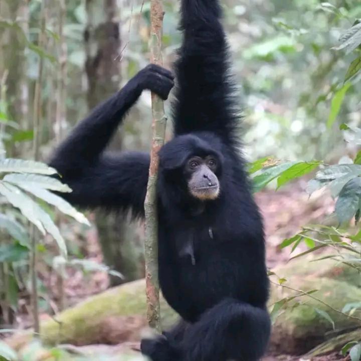 Eco Trekking Lodge, Bar & Jungle Tour'S Bukit Lawang Εξωτερικό φωτογραφία