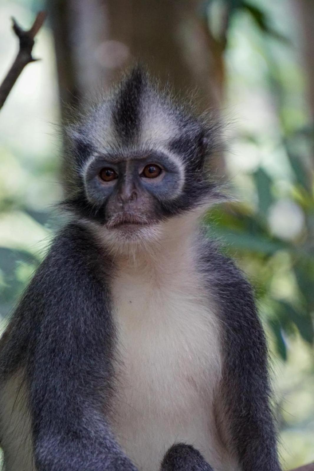 Eco Trekking Lodge, Bar & Jungle Tour'S Bukit Lawang Εξωτερικό φωτογραφία