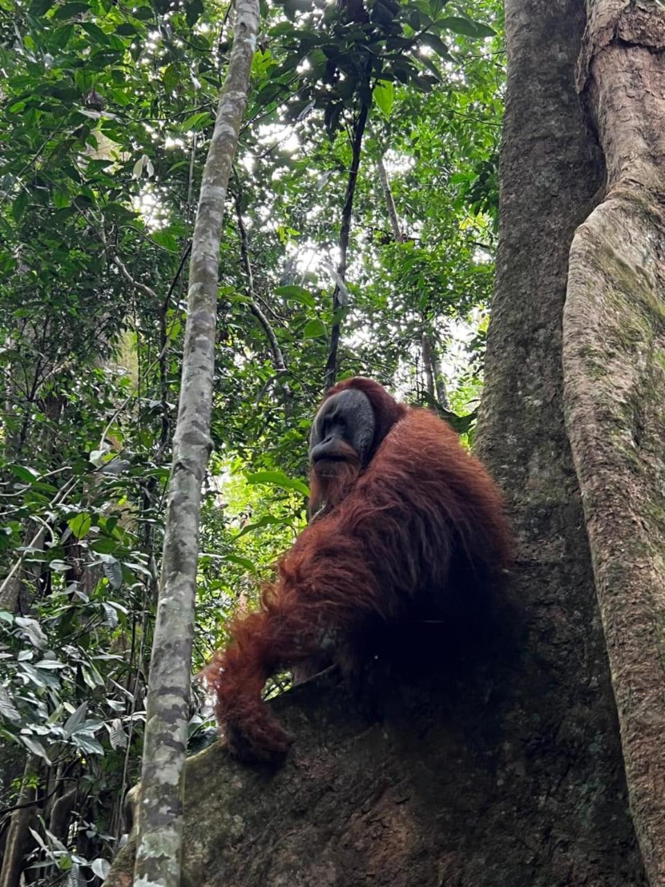 Eco Trekking Lodge, Bar & Jungle Tour'S Bukit Lawang Εξωτερικό φωτογραφία